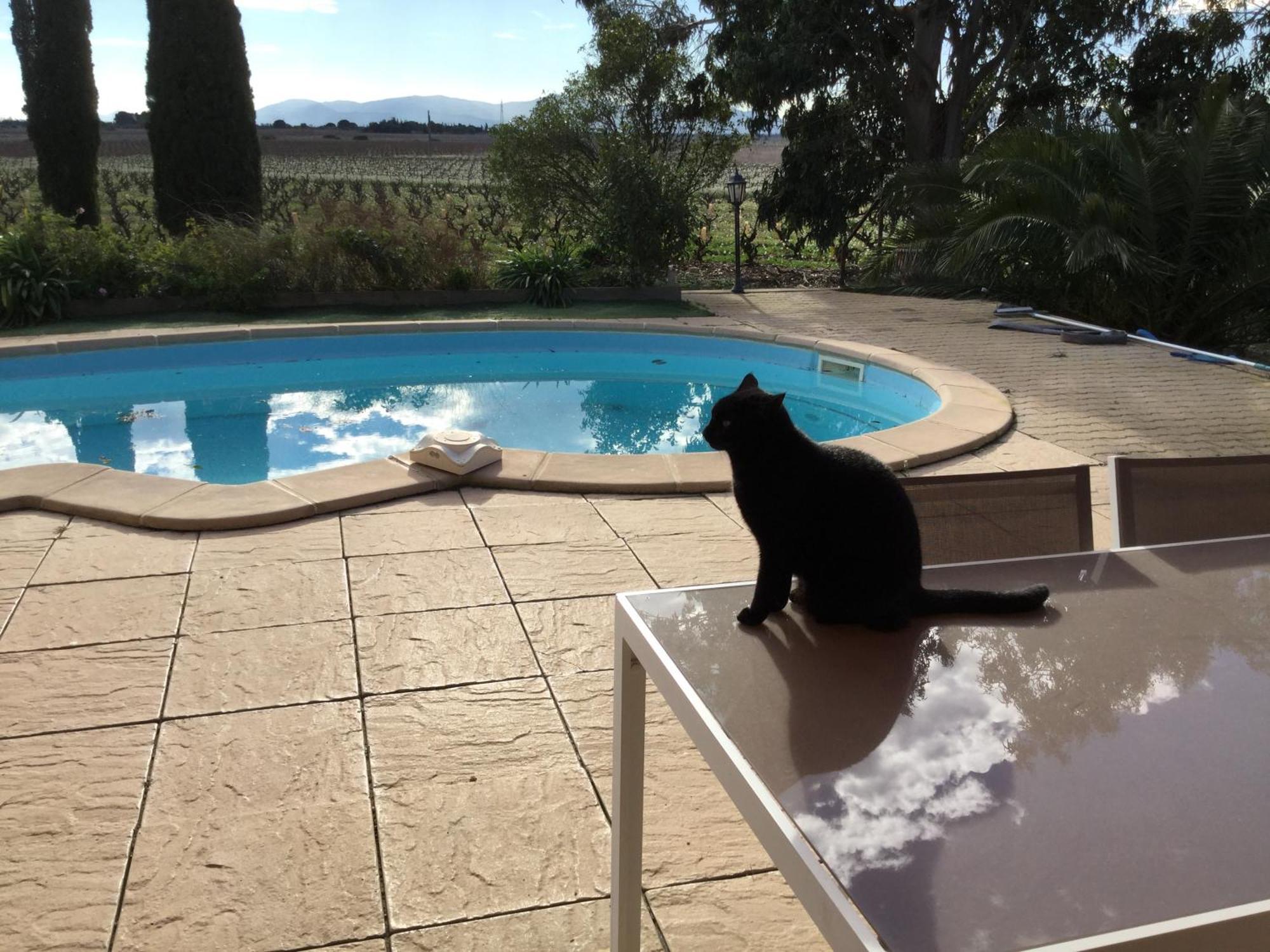 Mas Soleil Et Vignes Bed and Breakfast Saint-Hippolyte  Buitenkant foto