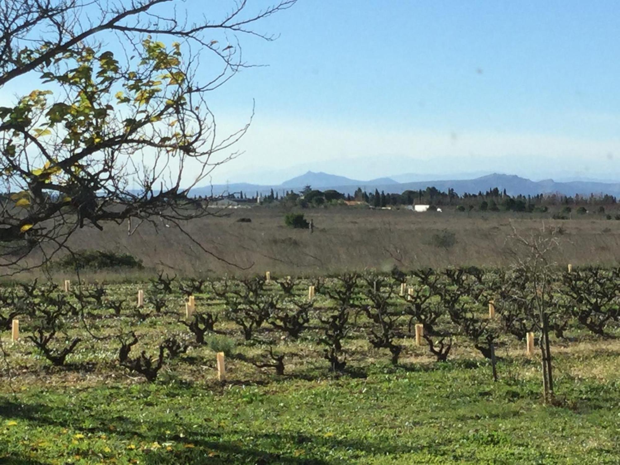 Mas Soleil Et Vignes Bed and Breakfast Saint-Hippolyte  Buitenkant foto